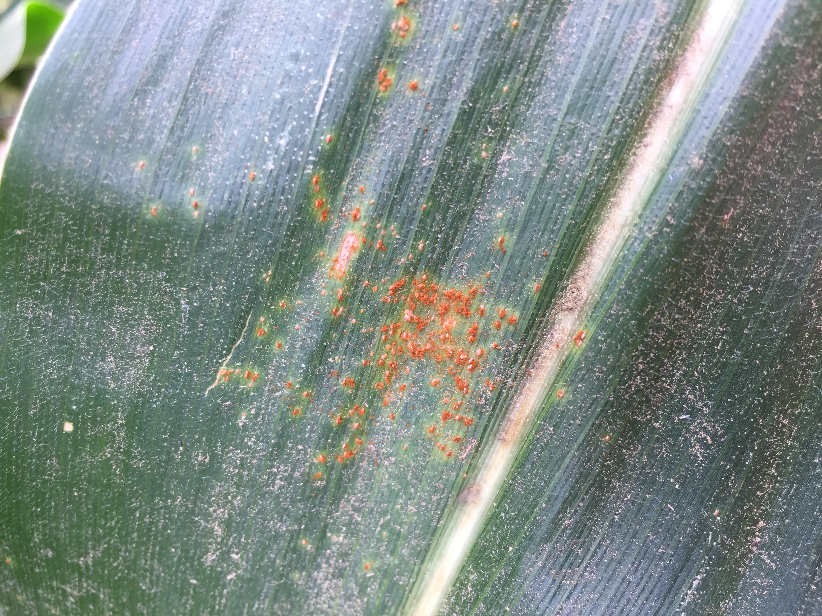 corn disease Figure 4JPG